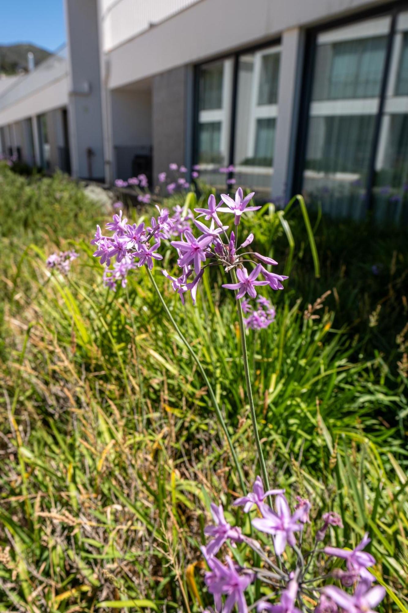 Monchique Resort & Spa Exteriör bild Scilla amethystina